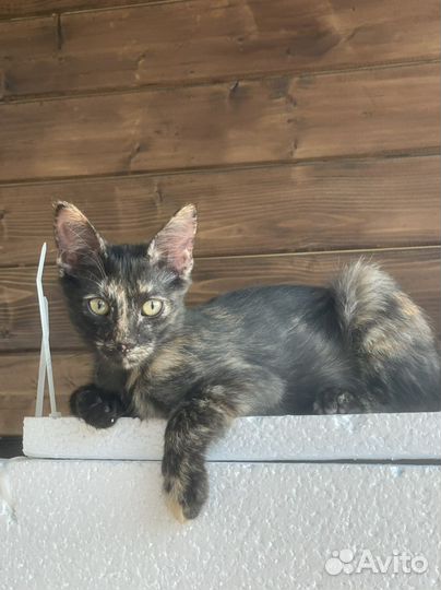 Котенок в добрые руки