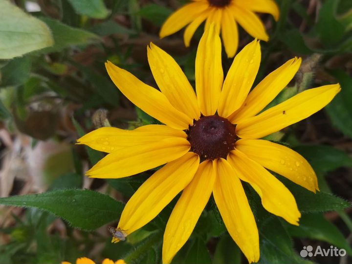 Садовые растения