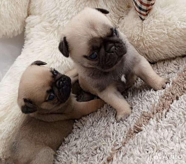 Щенки мопса