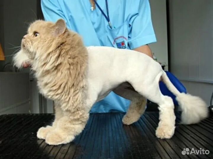 Креативный груминг