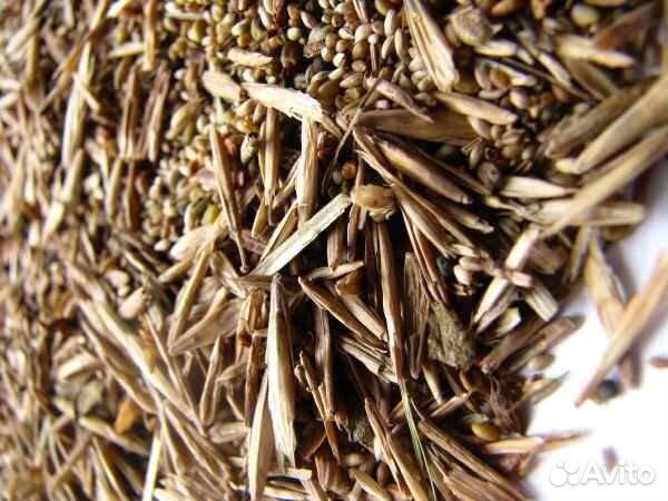 Семена газонной травы