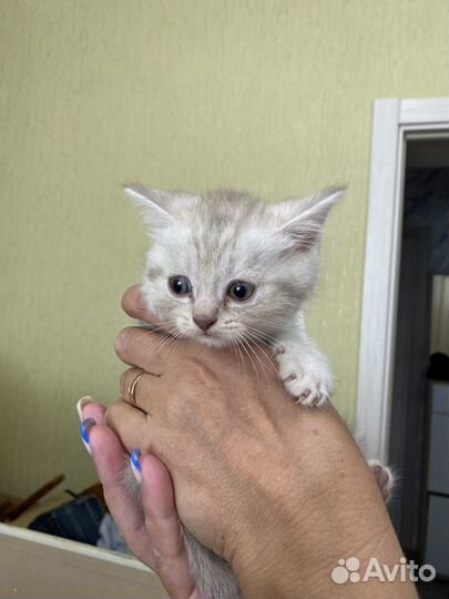 Британские котята
