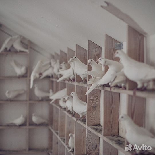 Голуби на свадьбу