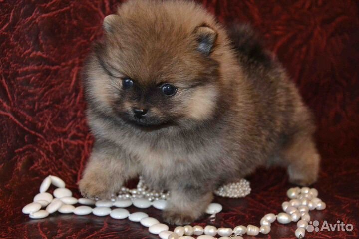 Померанский шпиц медвежьего типа щенки