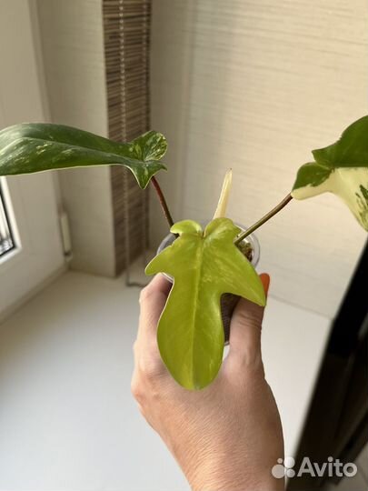 Филодендроны