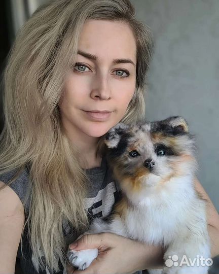 Реалистичный щенок аусси