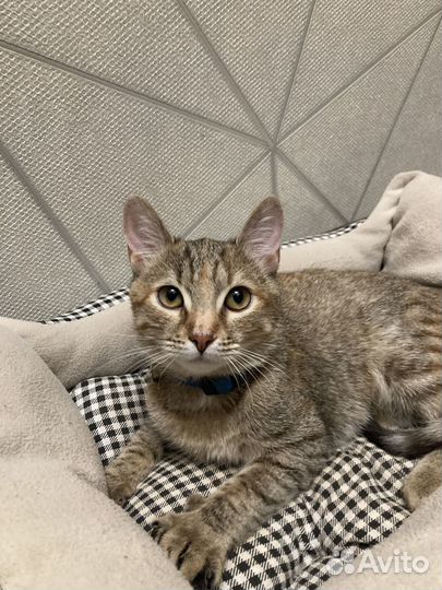 Маленькая кошечка 7 мес котенок ищет семью