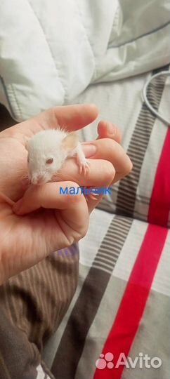 Крысята дамбо