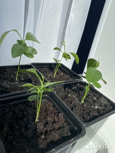 Мандарин растение