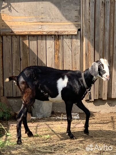 Две козы, козёл на случку