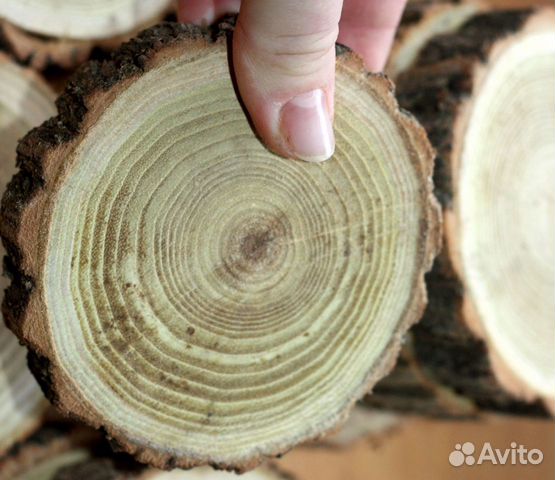 Акация робиния срез. Граб дерево спил. Акация белая срез дерева. Акация гледичия древесина. Акация древесина заболонь.