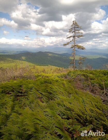 Тур выходного дня треккинг,хайкинг,дог-треккинг