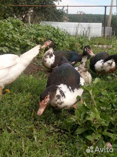 Утки бройлерные