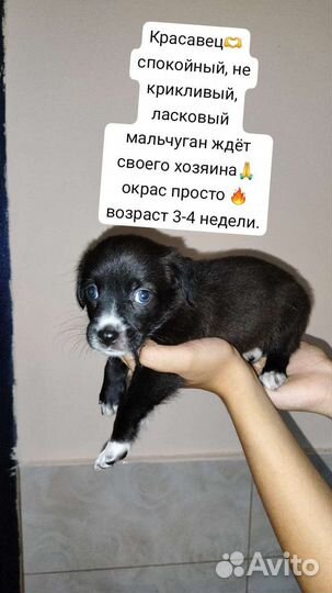 Щенки метисы в добрые руки