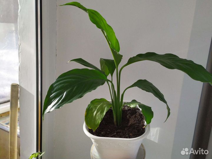 Спатифиллум