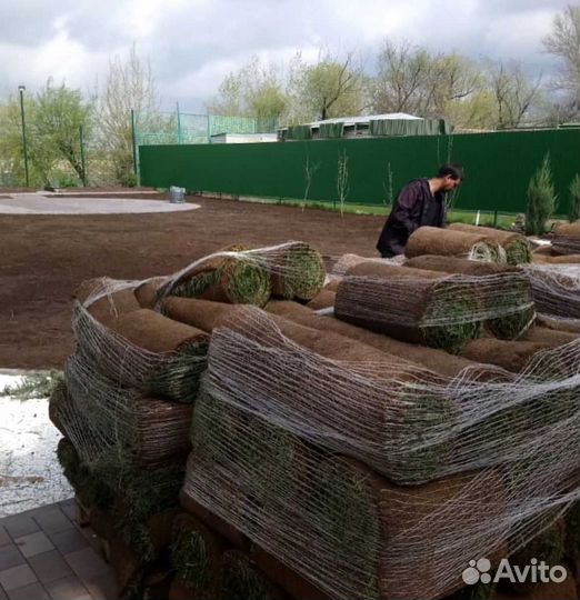 Газон под ключ. Газон посевной и рулонный