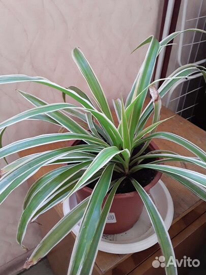 Хлорофитум