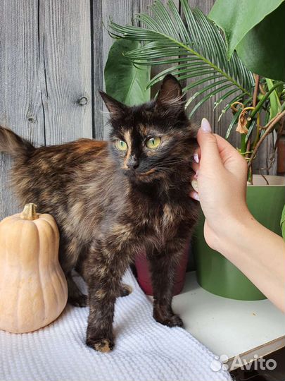 Кошка в дар бесплатно