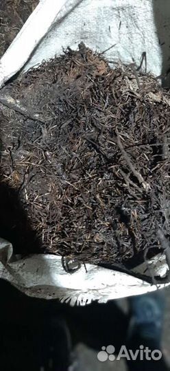 Корм и удобрение из пропаренных пихтовых веток