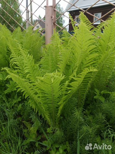 Папоротник, оксалис