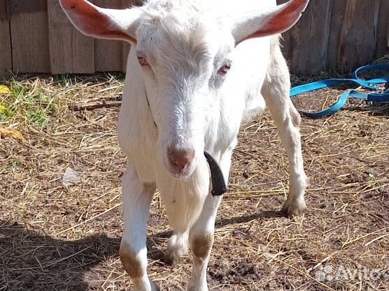 Козёл зааненский