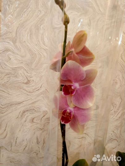 Орхидея фаленопсис Пират Пикоти