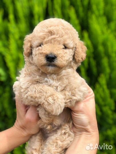 Мальтипу малыши