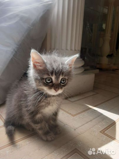 Дымчатый котёнок в дар