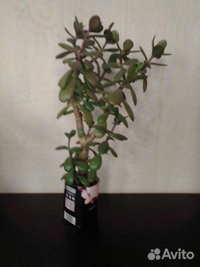 Толстянка. Денежное дерево