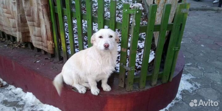 Собачка Боня