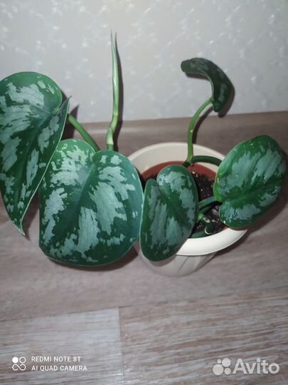 Сциндапсус экзотика