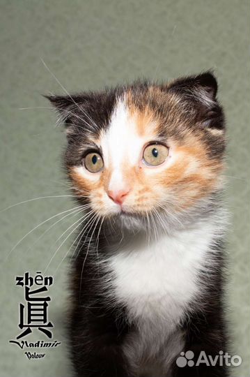 Девочка в добрые руки