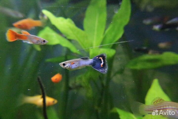 Растения аквариумные, рыбки
