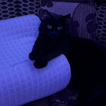 Бомбейский, взрослый кот