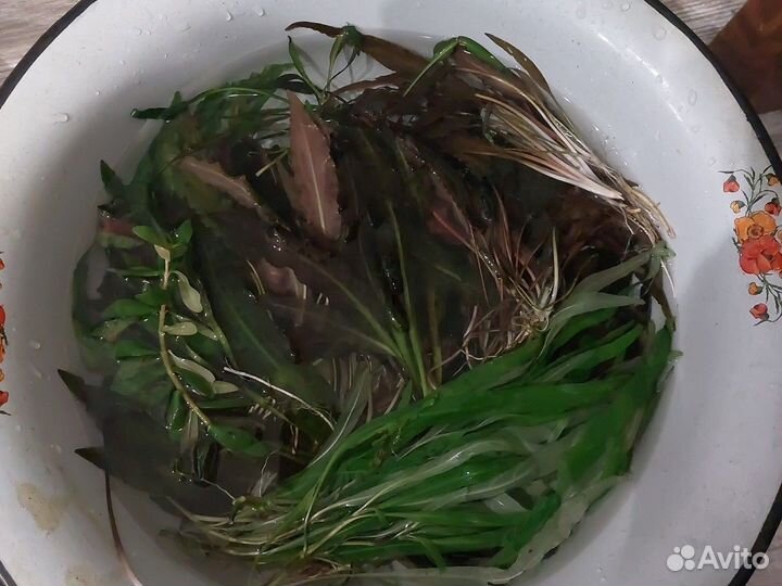 Аквариумные растения прополка