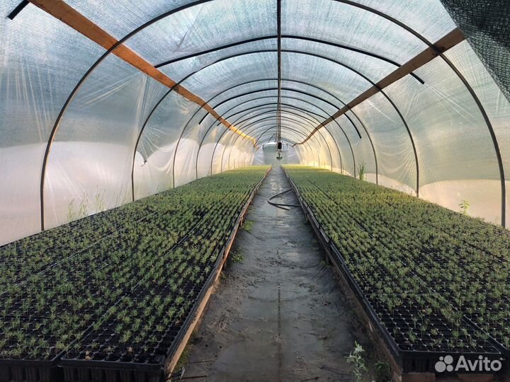 Сеянцы сосны зкс