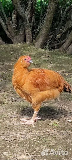 Молодые петухи