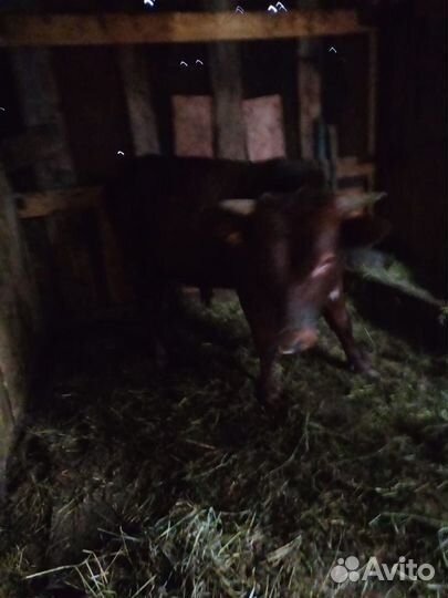 Телка и бык