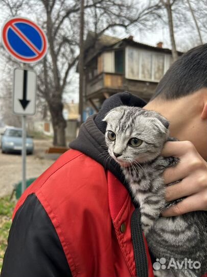 Шотландская вислоухая