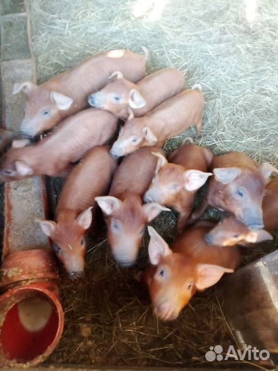 Поросята дюрок
