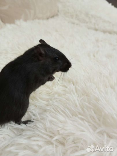 Монгольская песчанка