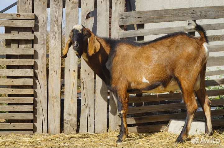 Козёл англо-нуб(1.5 года) и козы не на мясо