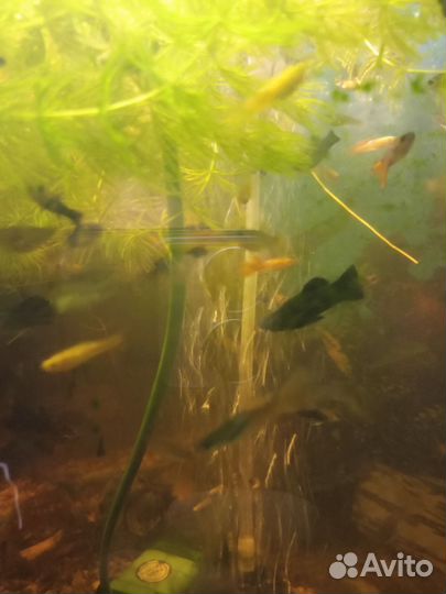 Моллинезия и гуппи Аквариумные рыбки