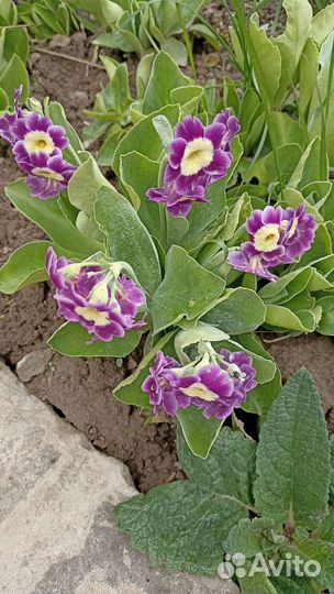 Примула ушковая