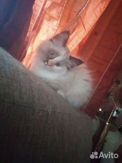 Нашлась кошка