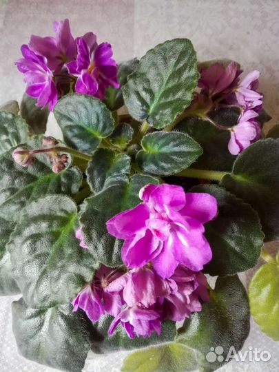 Фиалки цветущие розовая и фиолетовая