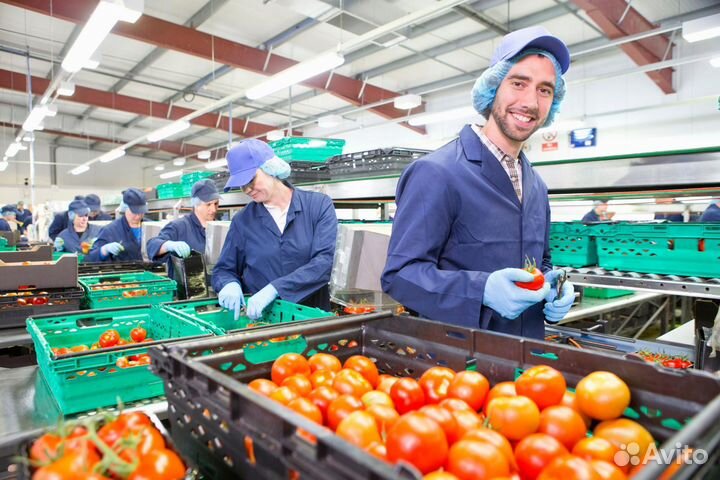 Сборщик-комплеклектовщик (на склад овощи, фрукты)