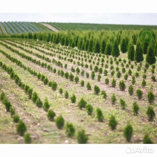 Туя смарагд брабант с гарантией приживаемости