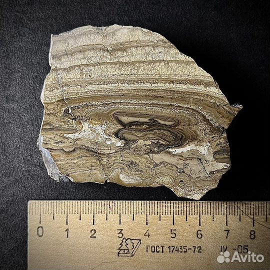 Строматолиты окаменелость ископаемое