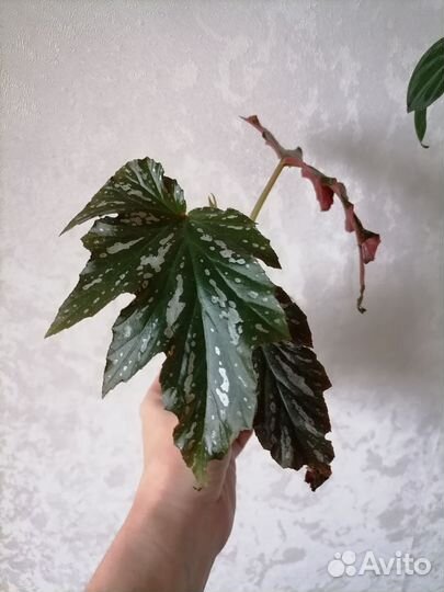 Комнатные цветы бегонии